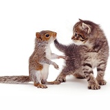 Baby Grey Squirrel and tabby kitten