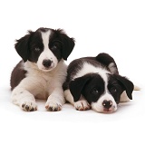 Border Collie pups