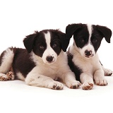 Border Collie pups