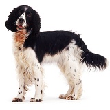 English Springer Spaniel