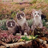 Kittens among heather