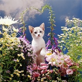 Kitten among flowers