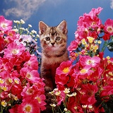 Kitten among pink rose flowers
