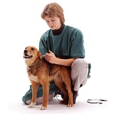 Vet vaccinating a dog