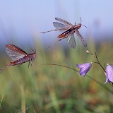 Grasshoppers leaping