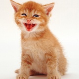 Ginger kitten miaowing