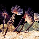 Peacock Worms