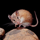 Spiny Mouse sucking foot