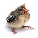 Baby Chaffinch begging for food