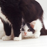 Black-and-white kitten peeping through legs