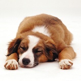 Border Collie pup with chin on floor