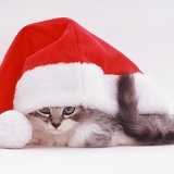 Kitten in a Father Christmas hat