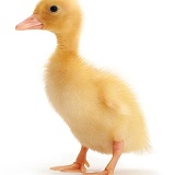 Yellow duckling, 6 days old