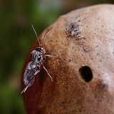 Oak Marble Gall wasp