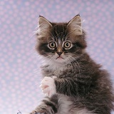 Portrait of fluffy tabby kitten