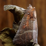 Dew-covered Herald Moth