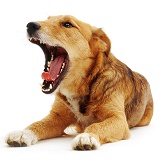 Terrier-cross bitch yawning