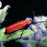 Cardinal beetle on alkanet
