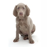 Weimaraner pup