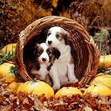 Border Collie pups in basket with squashes