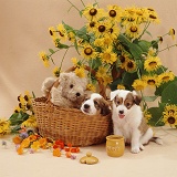Border Collie pups in basket with teddy