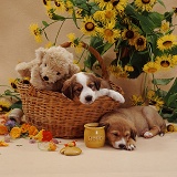 Border Collie pups in basket with teddy
