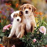 Border Collie pups with flowers