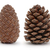 Pine cone open and closed