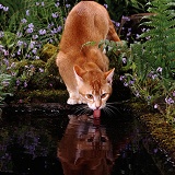 Ginger cat drinking from pond