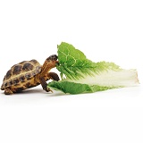 Young tortoise eating a leaf