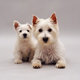 Westie mother and pup