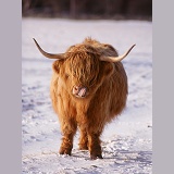 Highland cow licking its nose