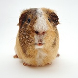 Adult male sandy, agouti-and-white Guinea pig
