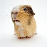 Adult male sandy, agouti-and-white Guinea pig