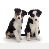 Two Border Collie pups
