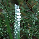 Raindrops accumulating on a grass blade