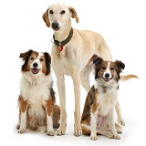 Lurcher and two Border Collies