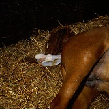 Horse giving birth