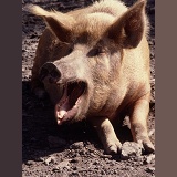 Tamworth Pig sow yawning