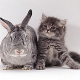 Fluffy grey kitten & silver fox rabbit