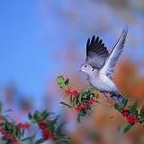 Collared Dove taking off
