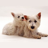 Westie mother and pup