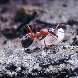 Slave-making Ant carrying larva