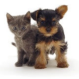 Kitten and Yorkie pup