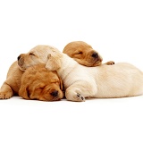 Sleeping Labrador pups