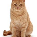 Cream spotted British shorthair cat