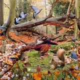 Autumnal woodland jigsaw