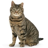 Ear-tipped tabby cat sitting