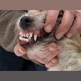 Inspecting a dog's teeth