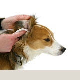 Cleaning a dog's ear